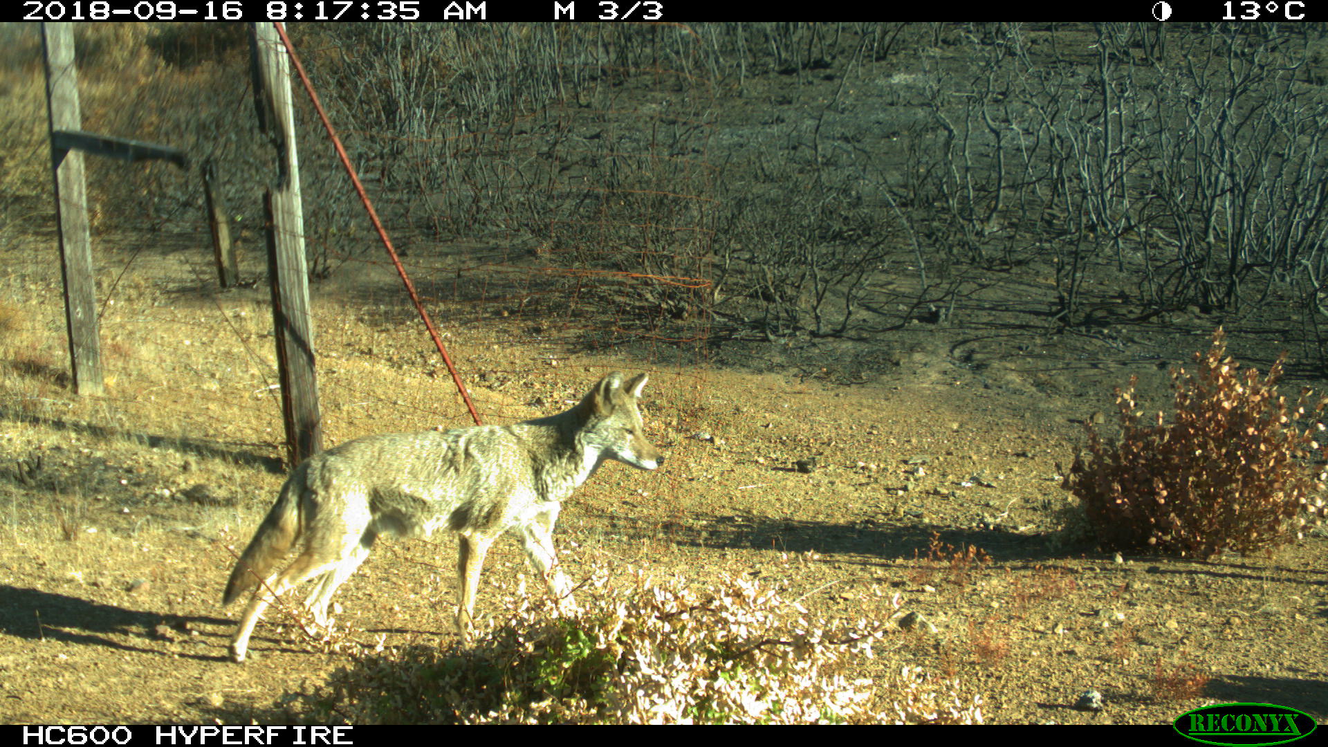 A camera trap photo of a coyote