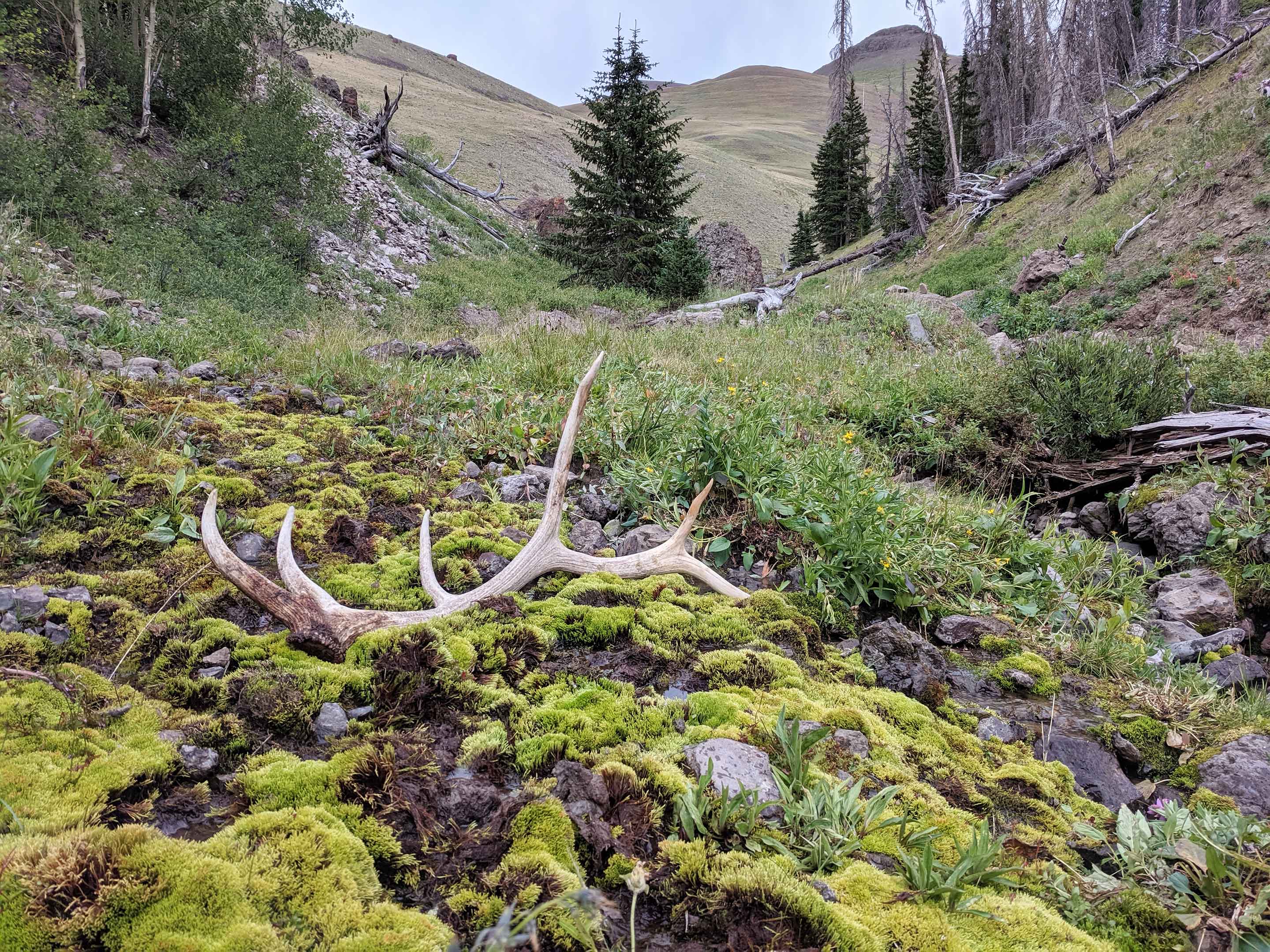 A set of antlers in a beautiful wilderness landscape