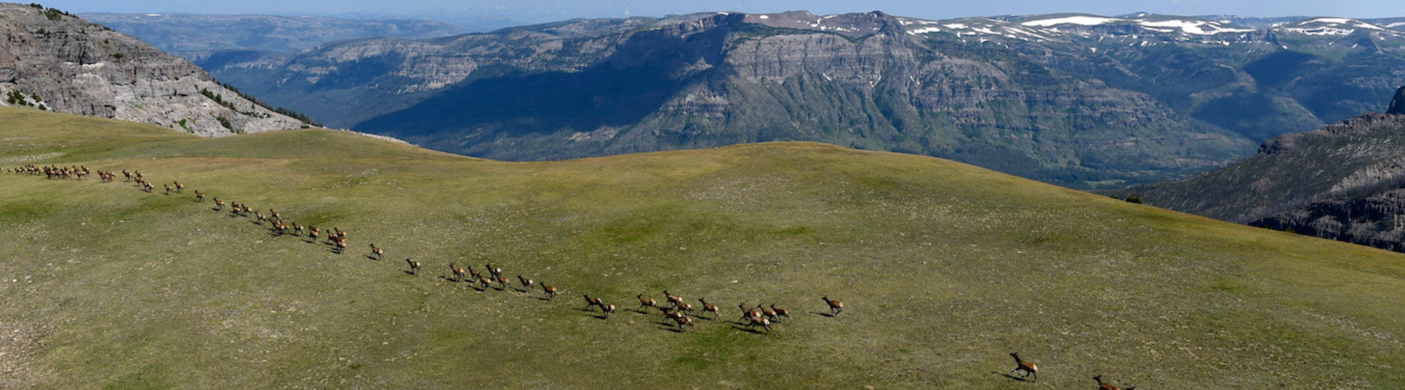 Elk migrating across a large landscape