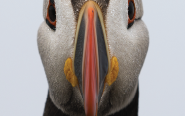 A Puffin