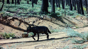 Picture of a wolf caught by a camera trap