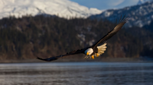 A Bald Eagle flying over a body of water