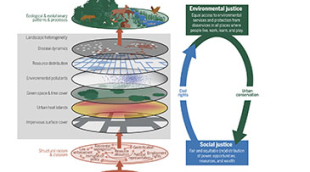 Racism and the Environment: A diagram from a study in the journal Science illustrates the links between structural racism, urban landscape features and their impacts on biodiversity.