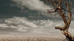 A picture of a dry desert and a withered tree