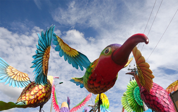 Hummingbirds made for a parade