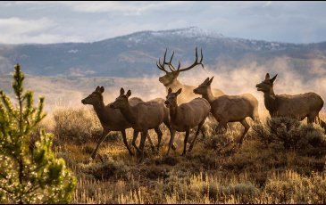 ungulates migrating