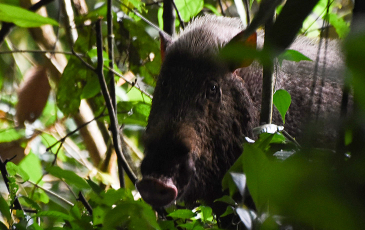 Image of bearded pig