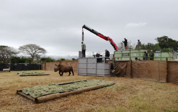 A black rhino being moved by a crane