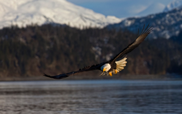 A Bald Eagle flying over a body of water