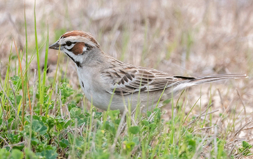 Image of Lark Sparrow