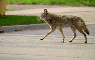 A coyote crossing a road