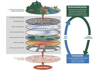 Racism and the Environment: A diagram from a study in the journal Science illustrates the links between structural racism, urban landscape features and their impacts on biodiversity.