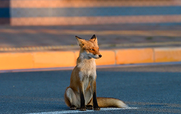 A picture of a coyote on a street