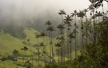 Specimens of Ceroxylon quindiuense in the department of El Quindío, Colombia