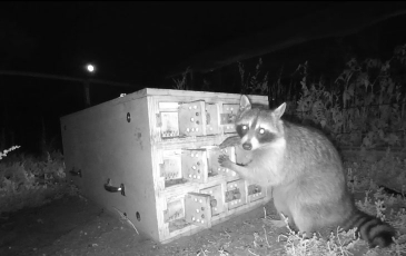 A raccoon at night
