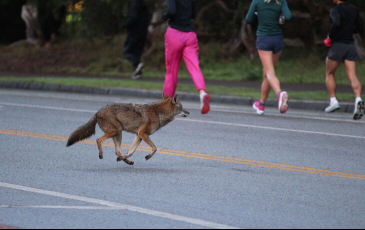 A coyote on a street past human runners.