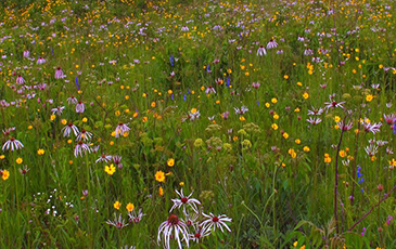 Wildflowers