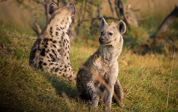 Two Hyenas in Botswana