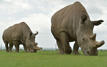 Najin and Fatu, the two remaining northern white rhinos, on March 20, 2018 at the ol-Pejeta conservancy in Nanyuki, Kenya.Tony Karumba—AFP/Getty Images