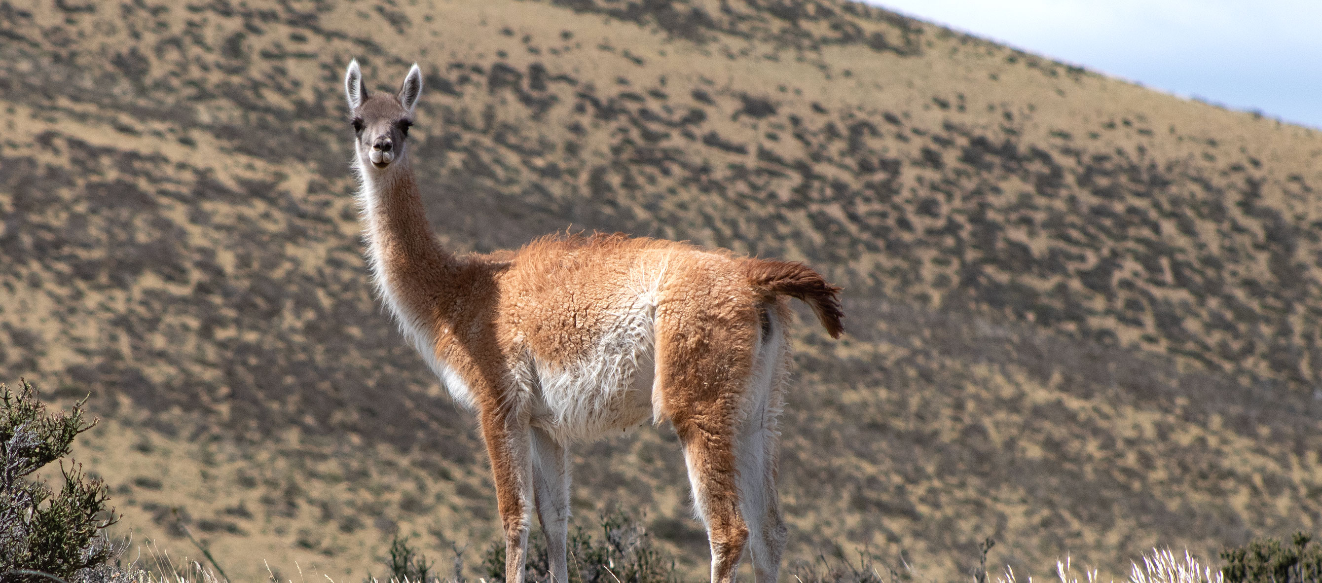 A vicuna on a hill looking at the camera