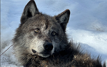 Close up pic of a Gray Wolf